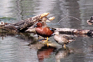 Cinnamon Teal